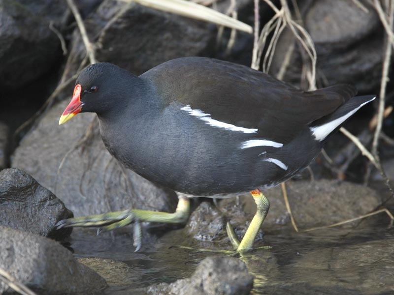 Waterhoen adult in winter, HD-gemaal, Nijmegen, Gld, 19 december 2008. - foto: Harvey van Diek